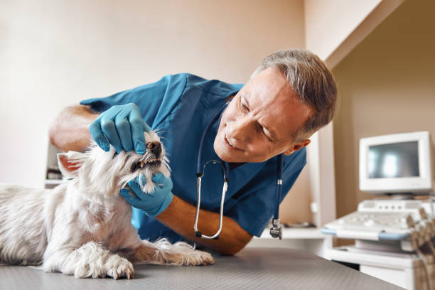 Best Emergency Tooth Extraction in Edgemont Park, MI
